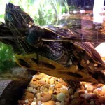 tortue dans un terrarium