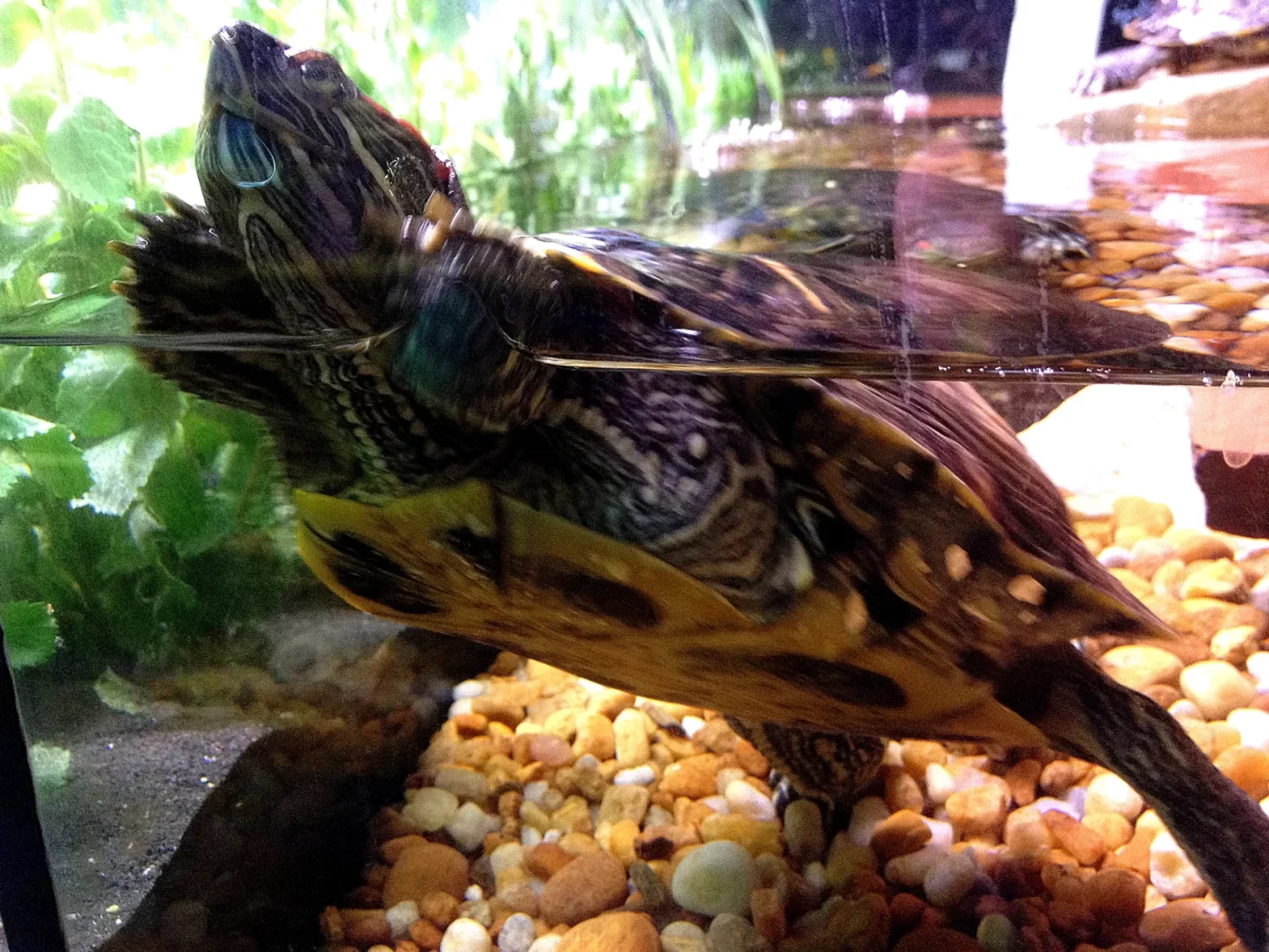 Quelle tortue aquatique choisir ?