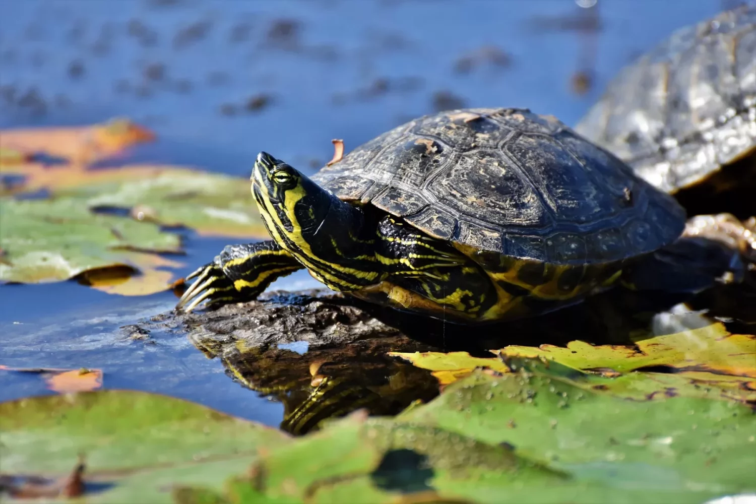 Nourriture tortue d'eau - Tout savoir sur leur alimentation