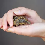 Combien coûte une tortue d'eau ? - par espèce