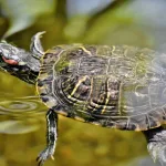 Peut-on mettre une tortue d’eau dans un bassin extérieur ?