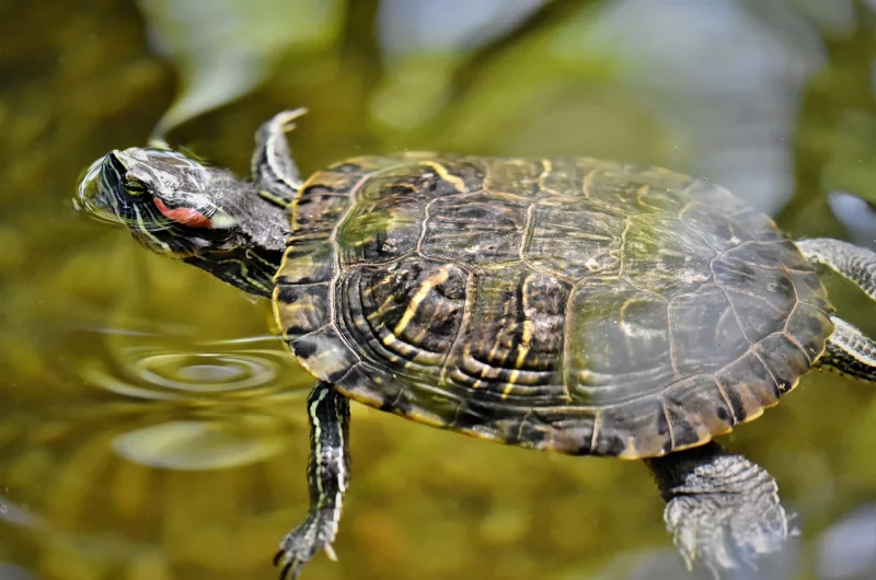 Peut-on mettre une tortue d’eau dans un bassin extérieur ?
