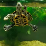 comment savoir si une tortue d'eau est morte