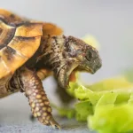 Combien de temps une tortue d'eau peut rester sans mange