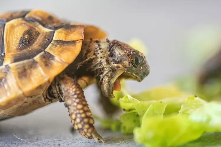 Combien de temps une tortue d'eau peut rester sans mange