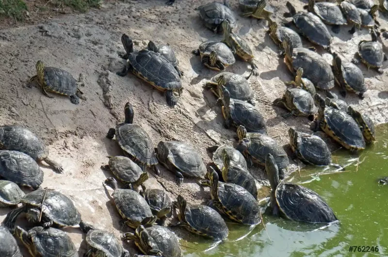 Race de tortue d'eau