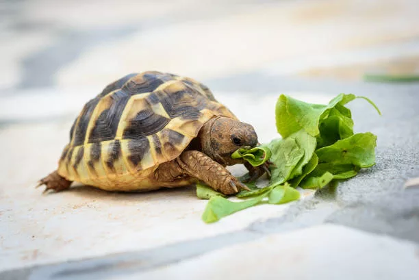 Nourriture tortue d'eau - Tout savoir sur leur alimentation